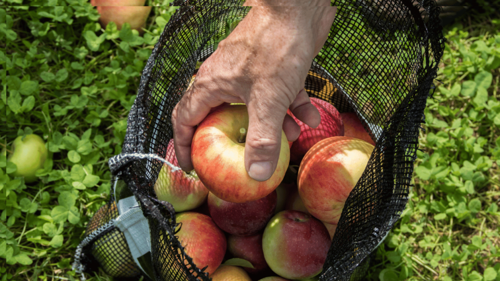 Apple picking